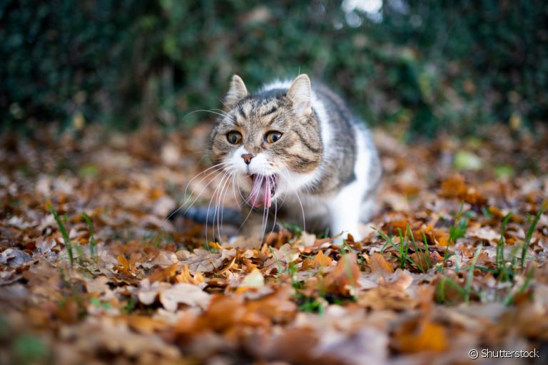 Gato engasgado: aprenda como agir rapidamente nessa situação!