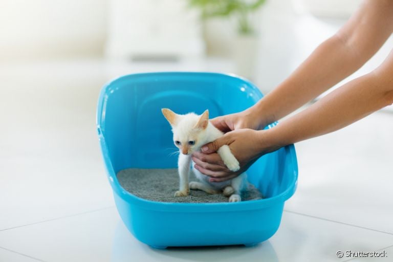A maioria dos gatos filhotes aprende sozinho a usar a caixa de areia, mas alguns podem precisar de uma forcinha.