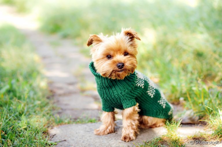Roupas para cachorro: veja algumas dicas para fazer o acessório do seu amigo em casa