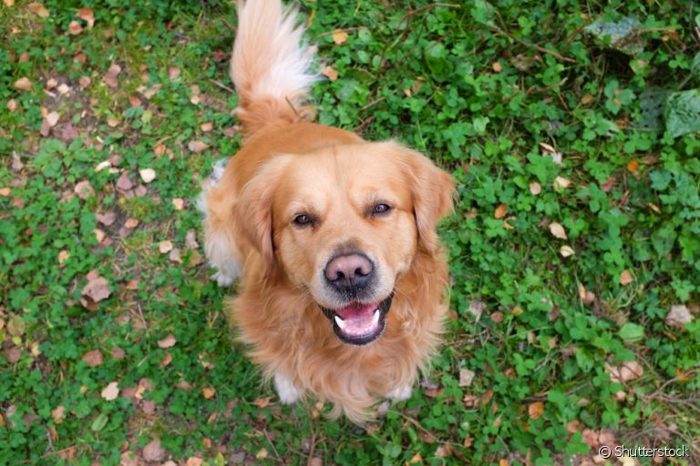 O estado dos dentes do cachorro ajudam a determinar a idade aproximada dele. Descubra como!