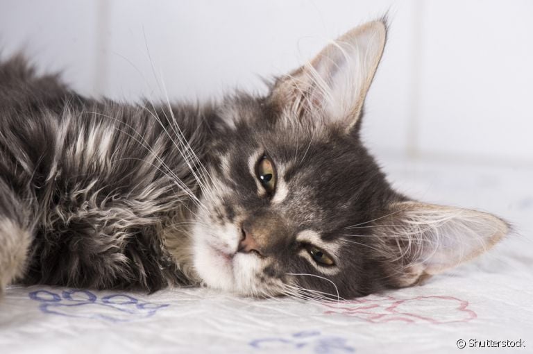 O gato com dor pode apresentar mudanças de comportamento repentinas