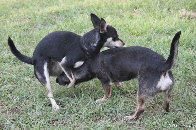 A cadela montando em outro cachorro pode ter razões diferentes. Entenda mais sobre esse comportamento canino!