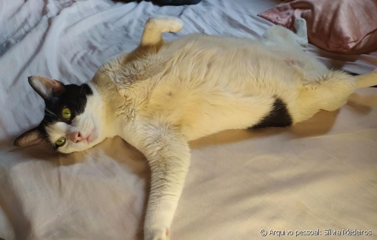 Veja como os gatinhos estão lidando com a presença constante dos humanos durante a quarentena!