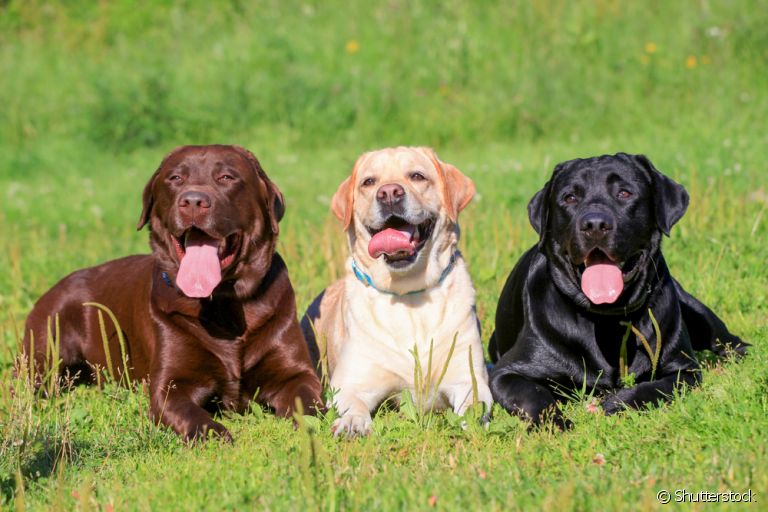 A cor de pelagem de cachorro pode ser muito variada. Conheça uma lista com cores de cachorro de 15 raças!