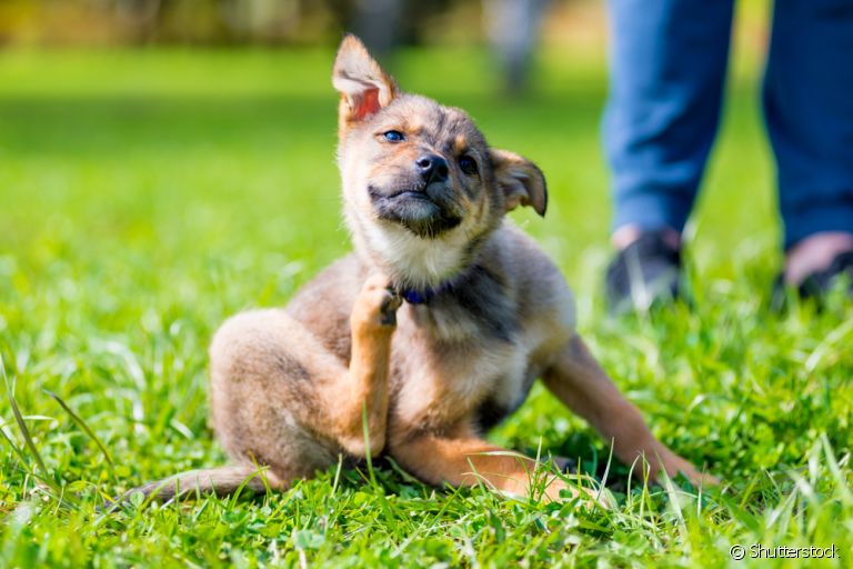 Manchas escuras na pele do cachorro e coceira excessiva são sinais de atenção