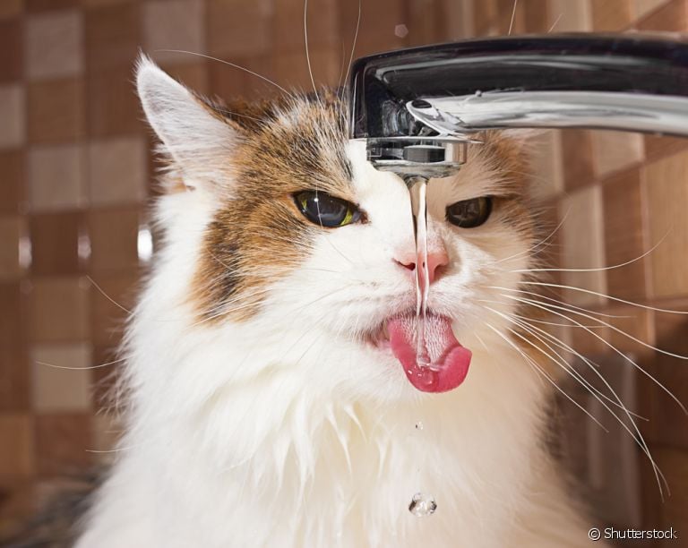 Seu gato bebendo água em excesso pode indicar alguns problemas de saúde. Fique atento!