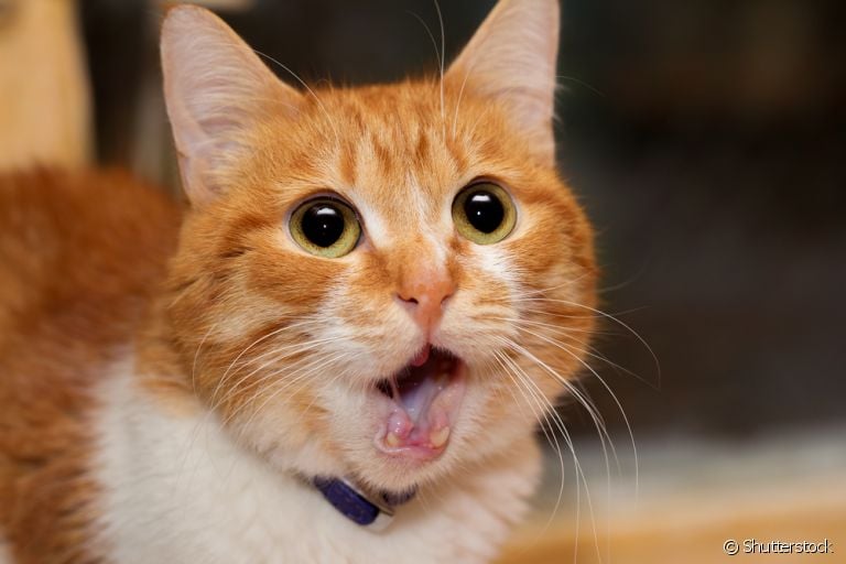 Um gato soluçando pode ser algo simples, mas também pode representar algo mais grave. Fique de olho!