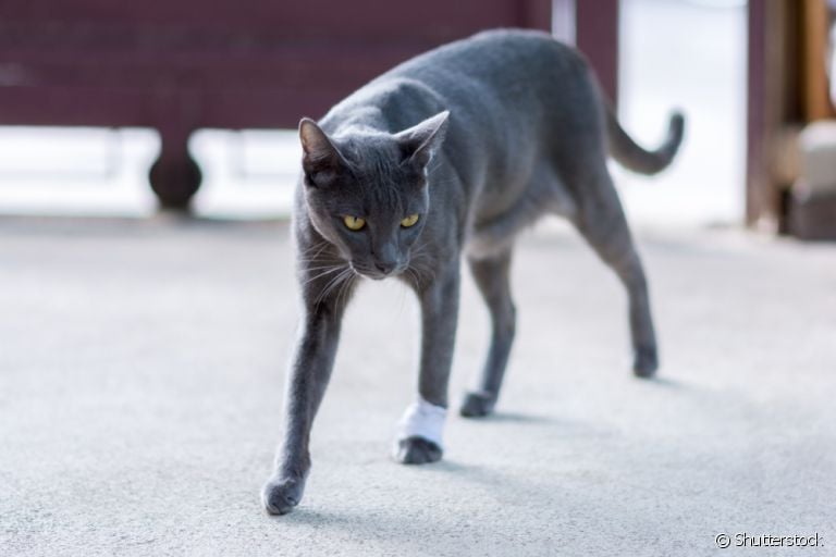Gato mancando pode indicar uma série de problemas com o animal, fique atento!