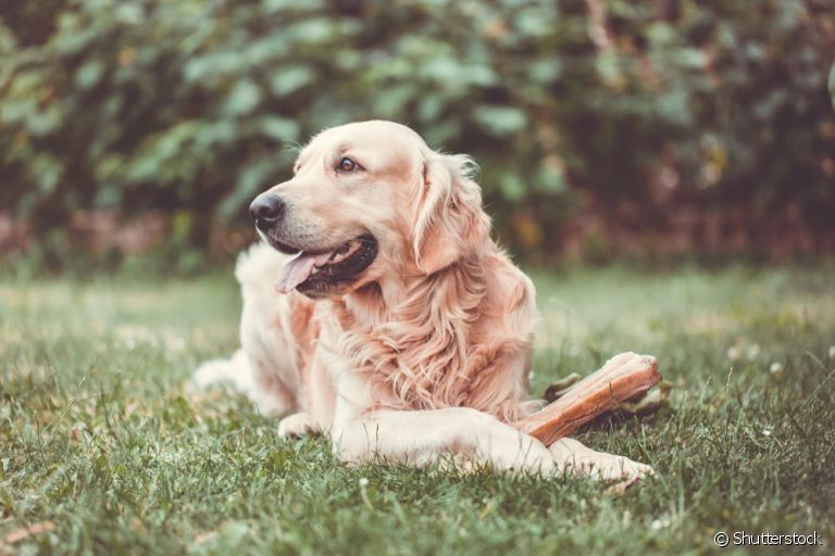 O Golden Retriever tem predisposição genética para ter problemas de pele. Veja as doenças mais comuns!