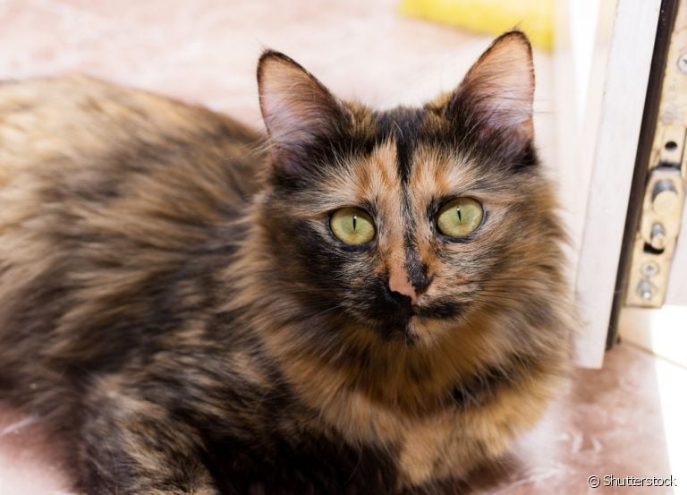 Gato escaminha: tudo que você precisa saber sobre este tipo de felino