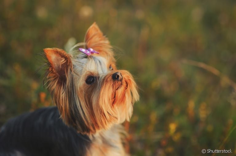 Lacinhos para cachorro é um acessório que deixa o seu peludo ainda mais fofo