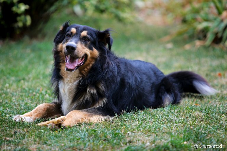 Entenda mais sobre a neoplasia testicular canina, um problema mais comum do que se imagina