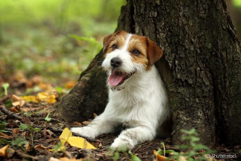 Jack Russell Terrier: saiba mais sobre a personalidade e o comportamento desse cãozinho
