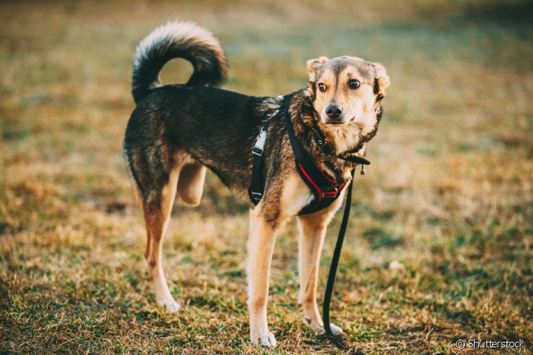 O osteossarcoma canino é um tumor maligno que atinge os ossos do animal