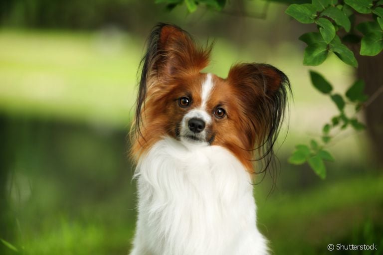 Papillon: cachorro dessa raça tem todas as qualidades para se tornar o seu novo melhor amigo!
