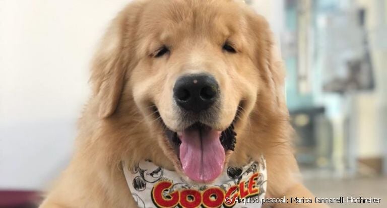 O @googlethegolden teve papiloma canino e sua tutora nos explicou como foi!
