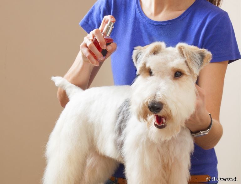 Afinal, o perfume para cachorro é indicado ou não? Descubra!