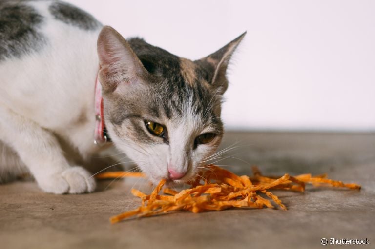 Petisco caseiro para gatos: confira três receitas fáceis de preparar em casa!