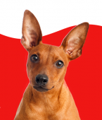 Pinscher: quais os tamanhos dessa raça de cachorro? Confira o infográfico!