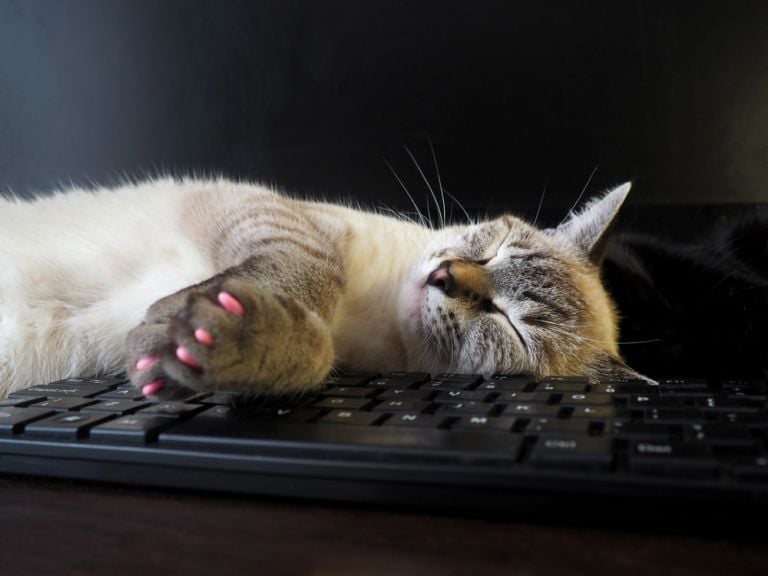 Afinal, o protetor de unhas para gatos é uma alternativa válida ou pode prejudicar o animal?