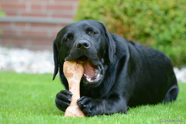 Oferecer osso para cachorro pode trazer muitos benefícios, mas é preciso muito cuidado. Entenda!