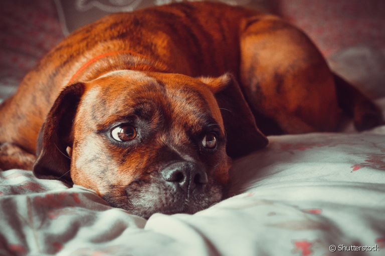 "Meu cachorro está tremendo": entenda o que pode estar por trás do sintoma
