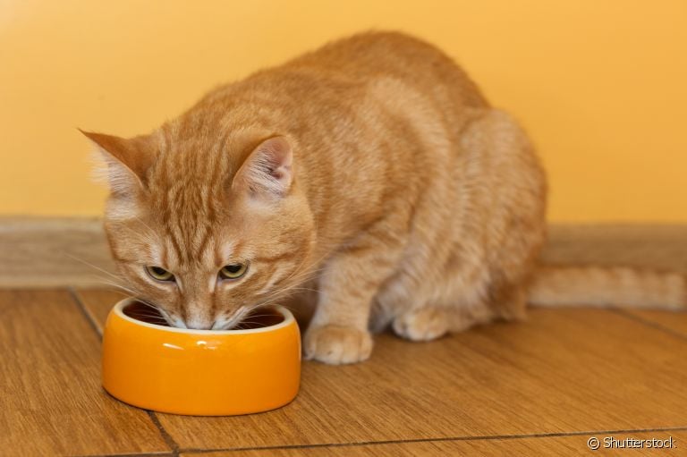 Descubra todos os detalhes para garantir uma boa alimentação ao seu bichano 