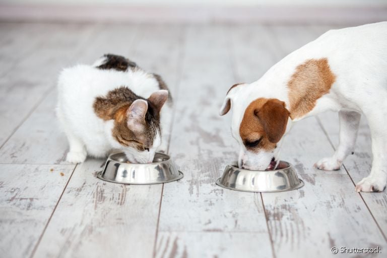 A ração de cachorro tem valores nutricionais diferentes da ração de gato.