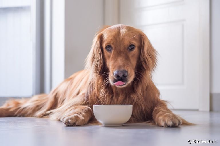 Saiba como a ração de cachorro pode beneficiar a pelagem do seu amigo