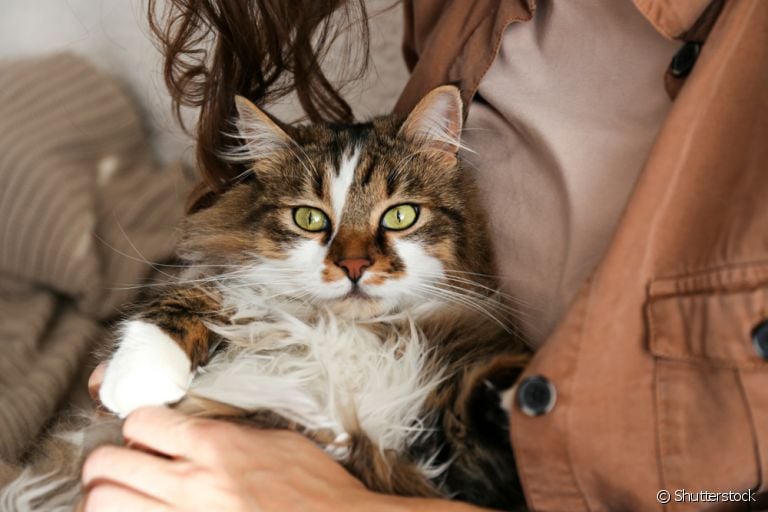 Ragamuffin: grande, afetuoso e muito dócil