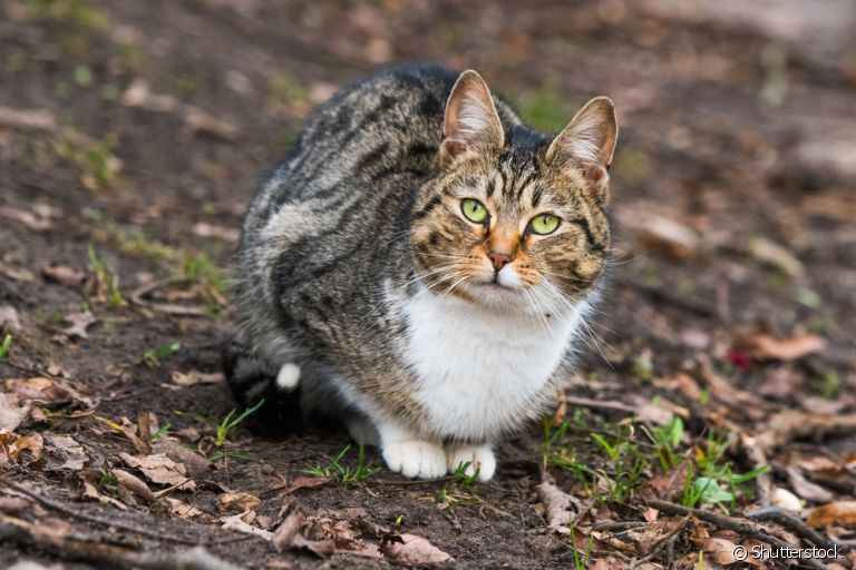 Sarna em gatos: descubra os tipos mais comuns da doença
