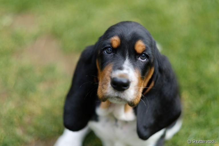A sarna sarcóptica é um dos problemas de pele mais frequentes nos cães. Saiba mais sobre a doença a seguir!
