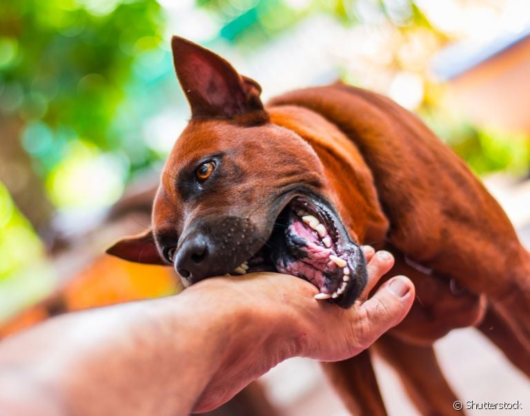 O cachorro mordendo nas brincadeiras pode ser incômodo. Saiba como impor limites ao animal!