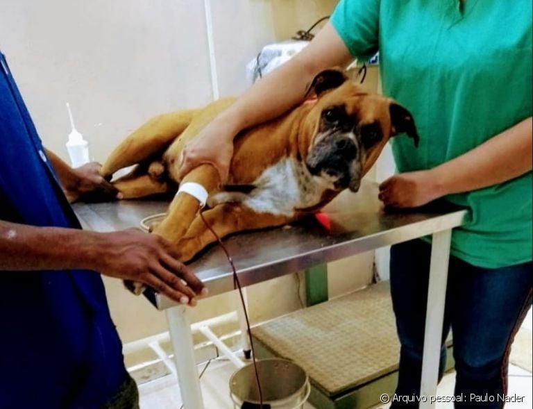 A transfusão de sangue em cães é um procedimento que pode salvar vidas