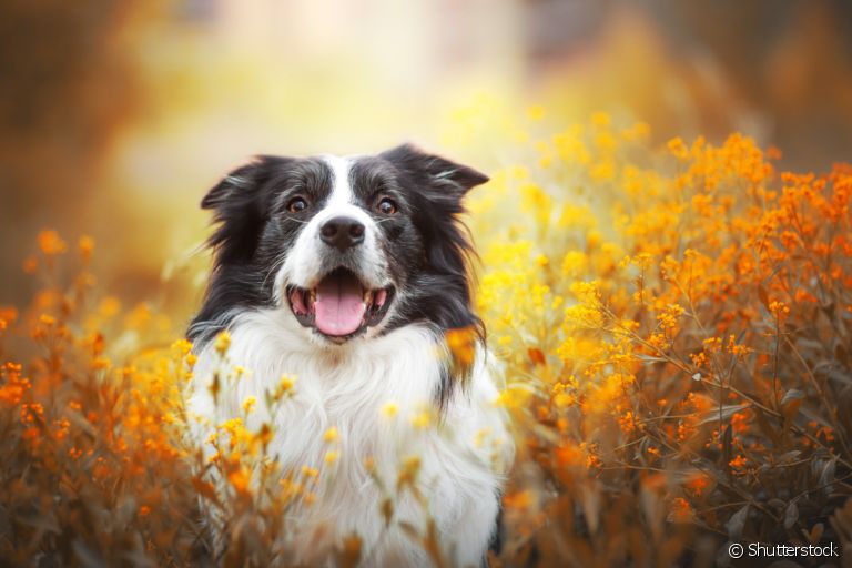Vulvovaginite canina: saiba mais sobre essa doença que acomete cadelas de todas as idades