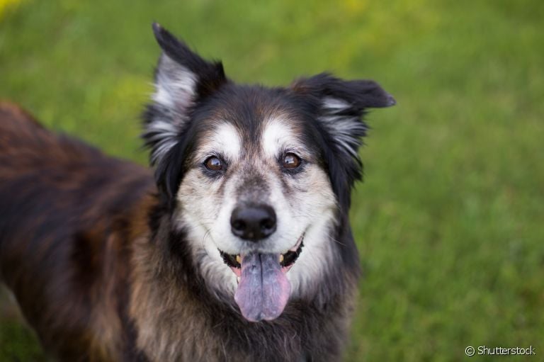Cachorro idoso: algumas atividades e brincadeiras podem garantir o bem-estar do seu amigo. Veja algumas delas abaixo!
