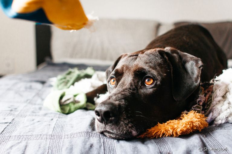  Cachorro ansioso: veja alguns hábitos que podem evitar o quadro! 