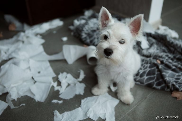 Comportamento canino: descubra o que pode significar alguns hábitos do seu amigo e o que fazer para evitá-los!
