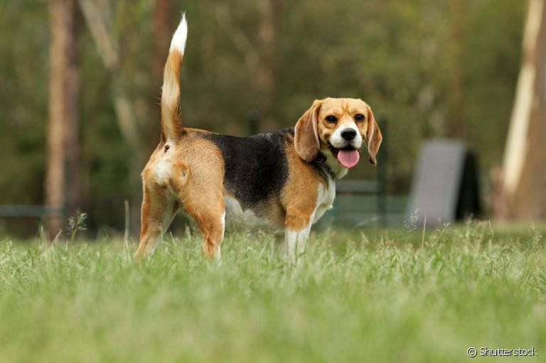  Cachorro abanando o rabo: comportamento pode ser causado por uma série de motivos. Saiba mais! 