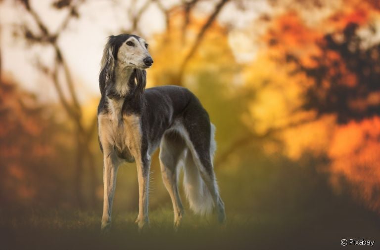 Cachorro Galgo: veja o que as diferentes raças de cachorro desse grupo têm em comum