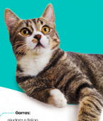 Anatomia do gato: infográfico explica como funcionam as patas dos felinos