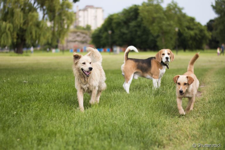Confira as raças de cachorro médio mais comuns nas casas dos brasileiros!