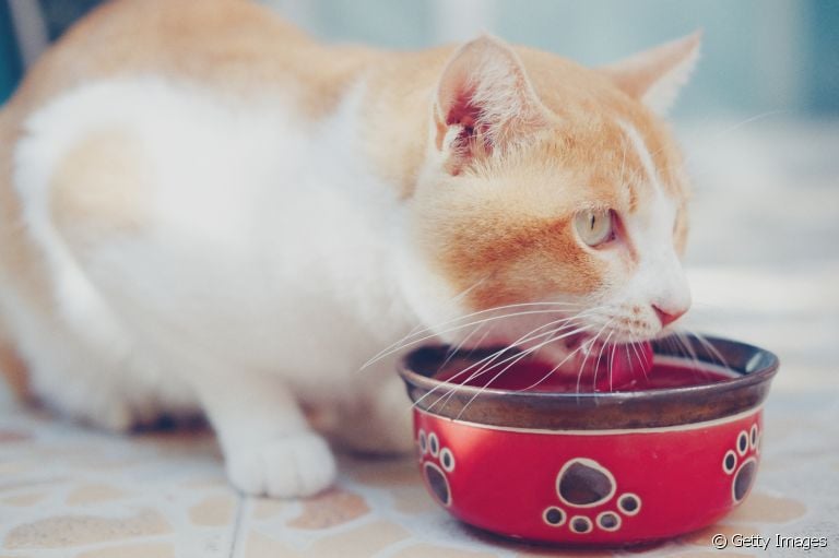 Como escolher o melhor bebedouro para gatos? Listamos algumas dicas!