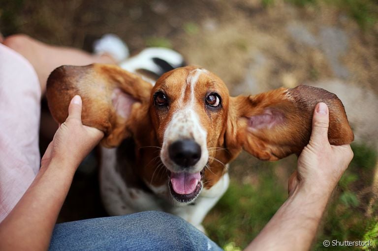  Qualquer raça de cachorro com orelha grande é um sinônimo de fofura! 