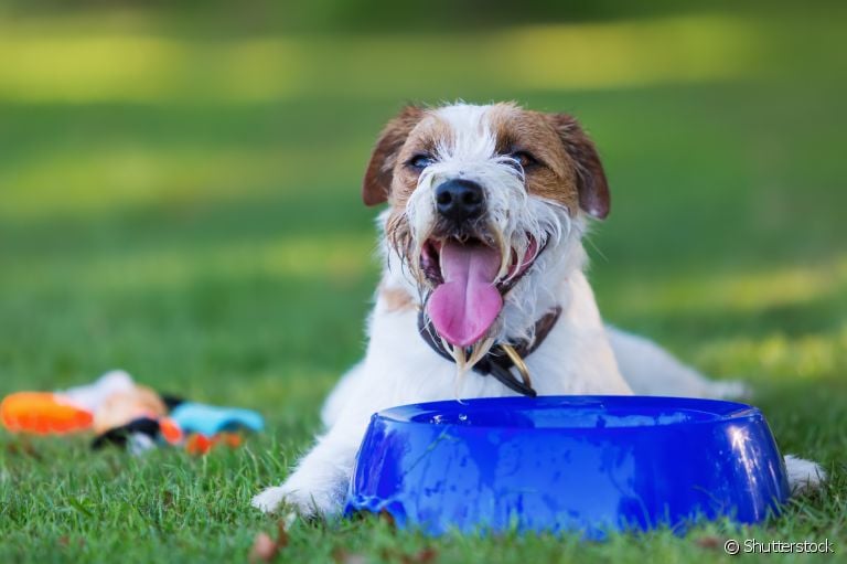  Seu cachorro não quer beber água? Veja algumas formas criativas de contornar a situação! 