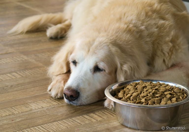 Tem um cachorro preguiçoso? Saiba como a ração de cachorro pode te ajudar com isso