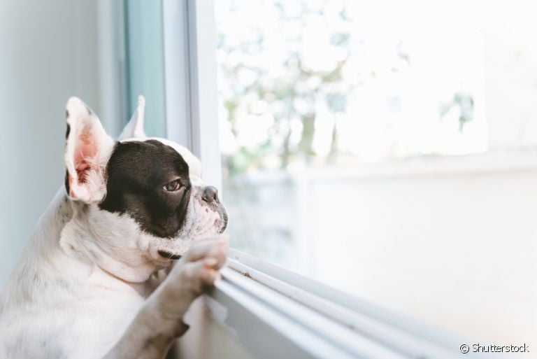 Como saber se cachorro sente saudade? Desvendedamos esse mistério para você!