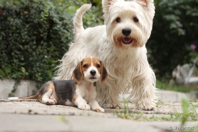 Saiba como socializar cachorros idosos com filhotinhos