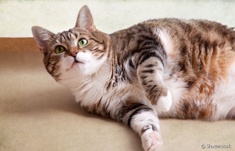 Gato obeso: saiba o que fazer para ajudar o bichano a emagrecer