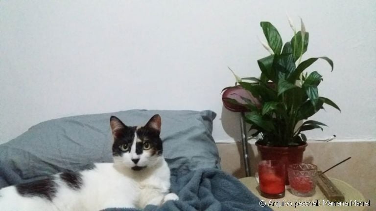 Confira algumas dicas de como fazer o gato se acostumar com novo dono a seguir! 